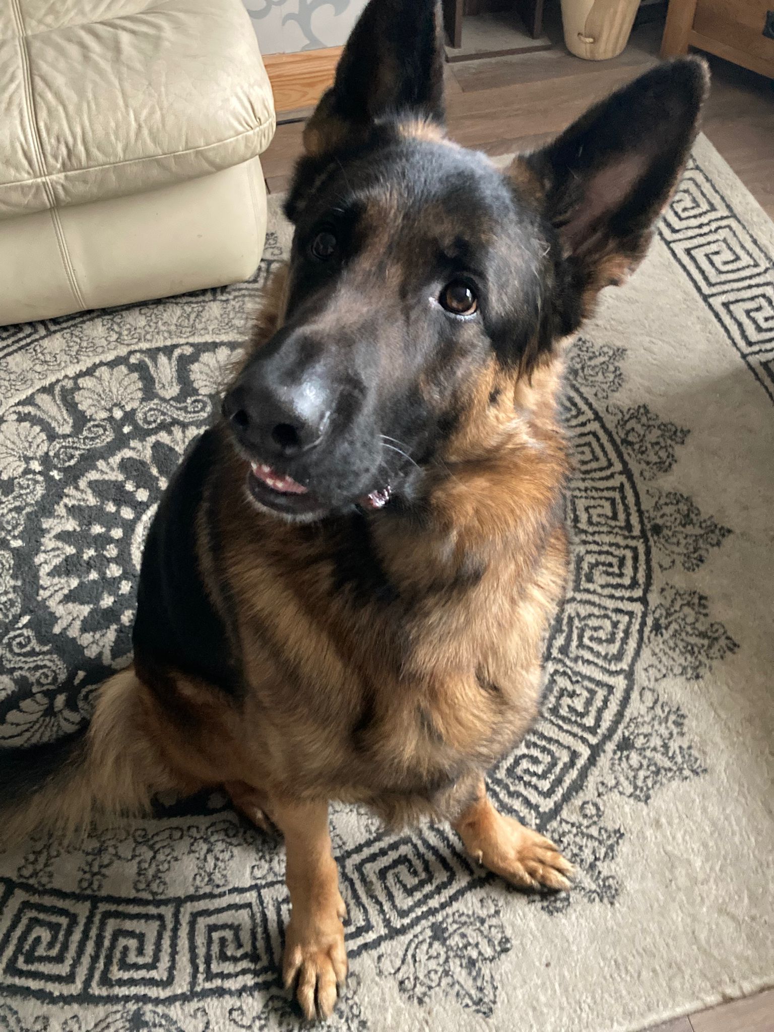 TYSON - ESSEX TYSON - ESSEX